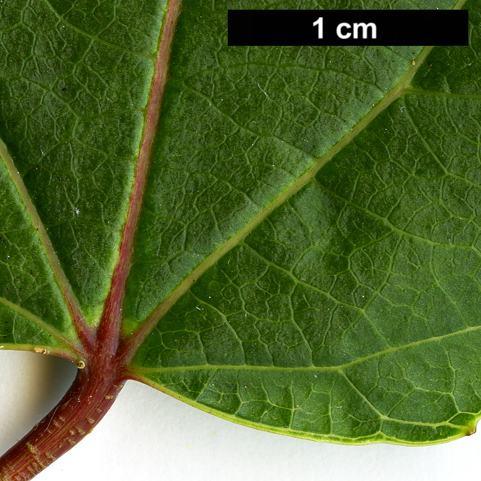High resolution image: Family: Salicaceae - Genus: Poliothyrsis - Taxon: sinensis